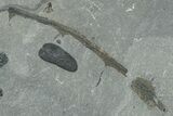 Pennsylvanian Fossil Fern (Macroneuropteris) Plate - Kentucky #248123-1
